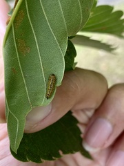 Xanthogaleruca maculicollis