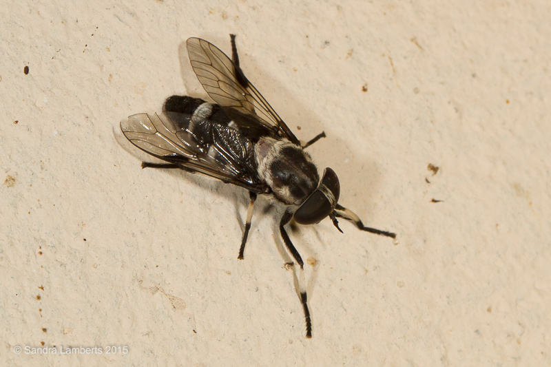 Leucotabanus sebastianus