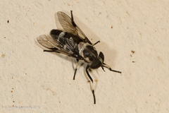 Leucotabanus sebastianus