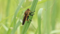 Cophinopoda chinensis
