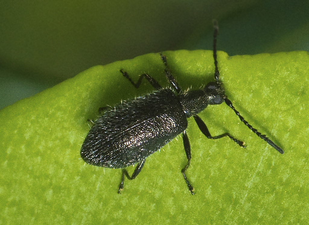 Stenolagria leai