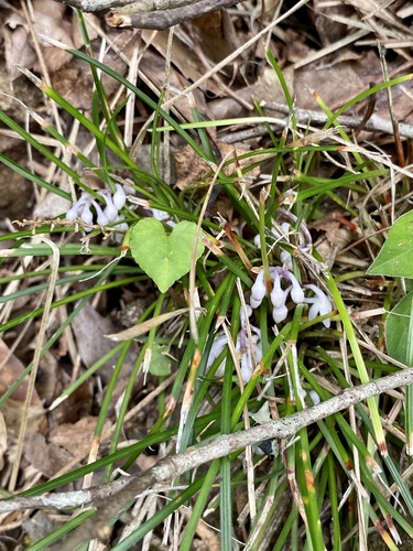 Ophiopogon japonicus