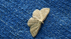 Synegia hadassa