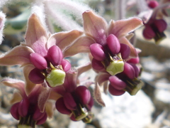 Asclepias californica