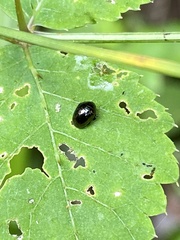 Oomorphoides cupreatus