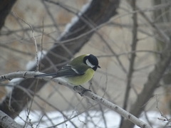 Parus major