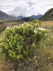 Veronica brachysiphon