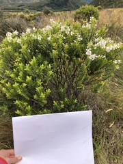 Veronica brachysiphon