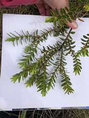 Veronica brachysiphon