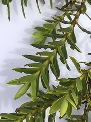 Veronica brachysiphon