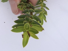 Veronica brachysiphon