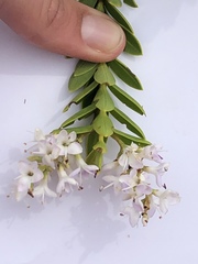 Veronica brachysiphon