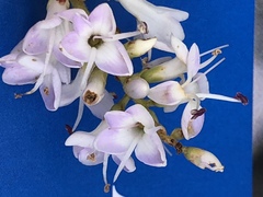 Veronica brachysiphon