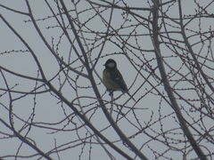 Parus major