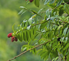 Freycinetia scandens