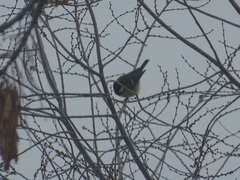 Parus major