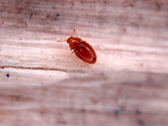 Mycetaea subterranea