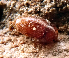 Mycetaea subterranea