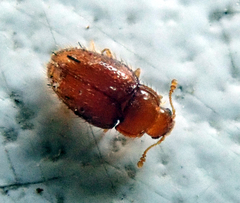 Mycetaea subterranea