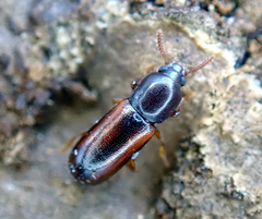 Corticeus suturalis