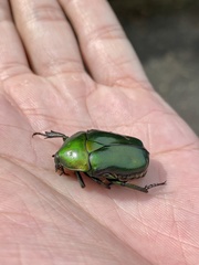 Pseudotorynorrhina japonica