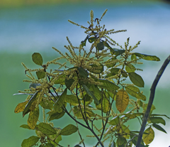 Mischocarpus lachnocarpus