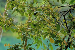 Mischocarpus lachnocarpus