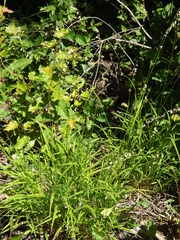 Melica picta