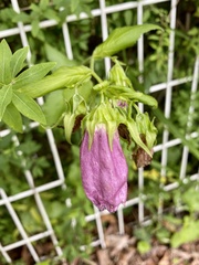Campanula punctata punctata