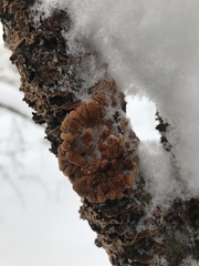 Hypocreopsis lichenoides