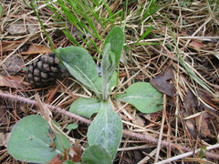 Tephroseris integrifolia