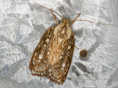 Euchaetis metallota