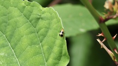 Paridea oculata