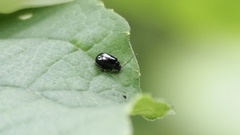 Hemipyxis plagioderoides