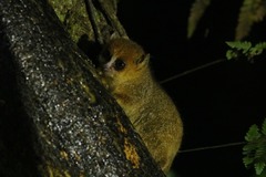 Microcebus rufus