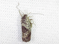 Eupselia carpocapsella