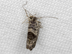 Eupselia carpocapsella