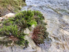 Cinclidotus fontinaloides