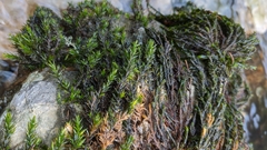 Cinclidotus fontinaloides