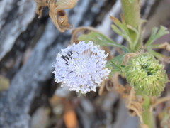 Trachymene coerulea