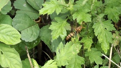 Polistes jokahamae