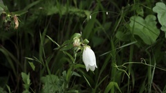 Campanula punctata punctata