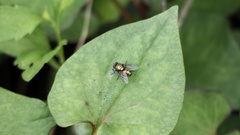 Lucilia illustris