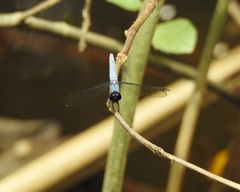 Brachydiplax duivenbodei