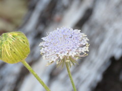 Trachymene coerulea