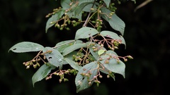 Viburnum erosum
