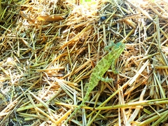 Chamaeleo chamaeleon