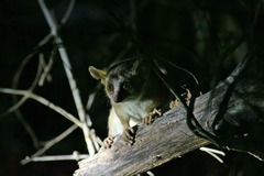 Microcebus murinus
