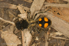 Traumatomutilla inermis