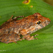 Venancio's Robber Frog - Photo (c) A Lamberts, some rights reserved (CC BY-NC), uploaded by A Lamberts